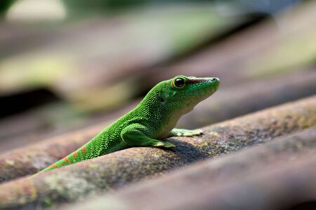 Green gecko on the roof (Zurich zoo)の写真素材