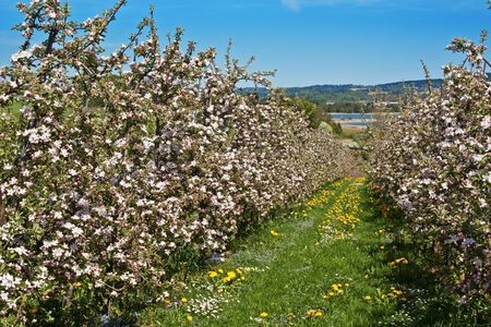 Blossoming apple garden in springの写真素材
