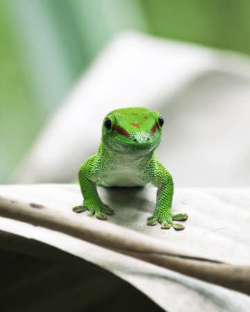 Green gecko on the leaf の写真素材