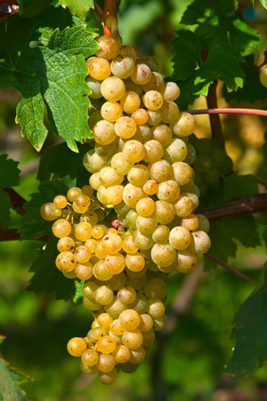 Yellow grapesの写真素材