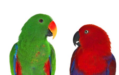 Birds in love: Pair of lori parrots on the treeの写真素材