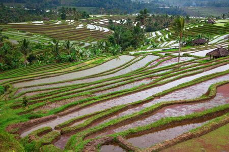 Rice fields, prepared for rice. Bali, Indonesiaの写真素材