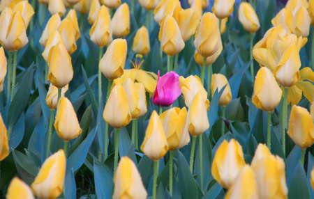 Colorful Tulip flower with morning dew dropsの写真素材
