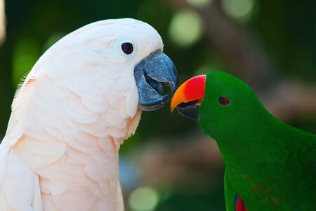 Cockatoo and the male eclectus parrotの写真素材