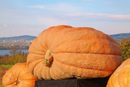 Giant (over 500 Kg) pumpkin, winner of the swiss pumpkin contestの写真素材