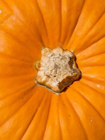 Colorful pumpkin close-up on the autumn marketの写真素材