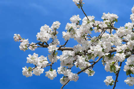 Blossoming apple garden in springの写真素材