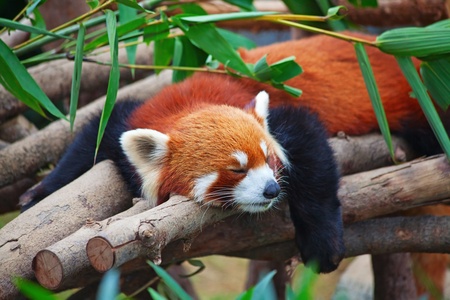 Red panda (firefox) sleeping on the treeの写真素材