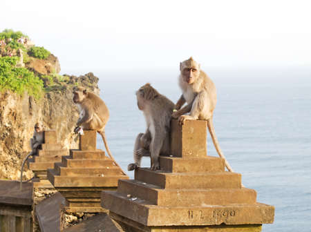 Monkey (Macaca fascicularis) near Pura Ulawatu temple near Ubud, Bali Indonesia.の写真素材