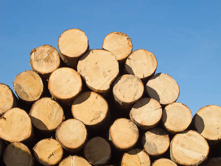 Stack of fresh wooden trunks ready for processing at the lumber yardの写真素材