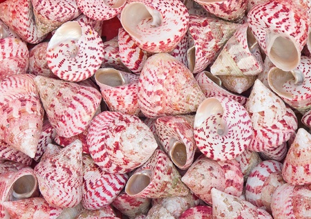 background made of red sea shellsの写真素材