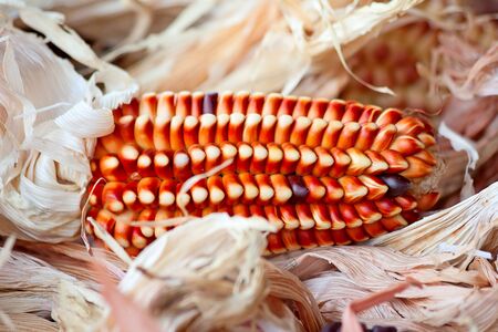 Decorative corn on the autumn marketの写真素材