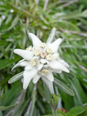 Famous flower Edelweiss (Leontopodium alpinum), symbol of alpsの写真素材