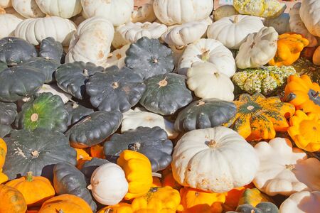 Colorful pumpkins collection on the autumn marketの写真素材