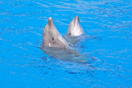Bottlenose dolphins in the aquariumの写真素材