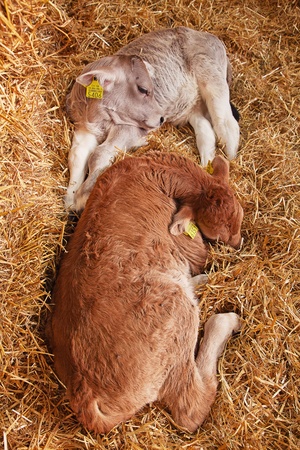 Tiny calfs in the barnの写真素材