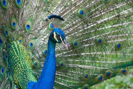 Beautiful color peacock with fully opened tailの写真素材