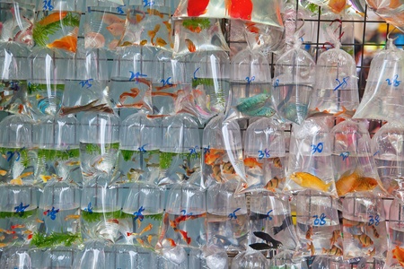 Famous "Goldfish market" in Hong Kong, Chinaのeditorial素材