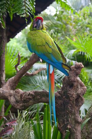 A green ara parrot in the troical garden