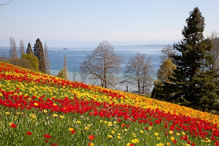 Fresh blooming tulips in the spring gardenの写真素材