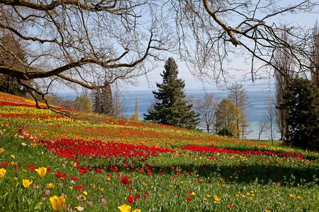 Fresh blooming tulips in the spring gardenの写真素材