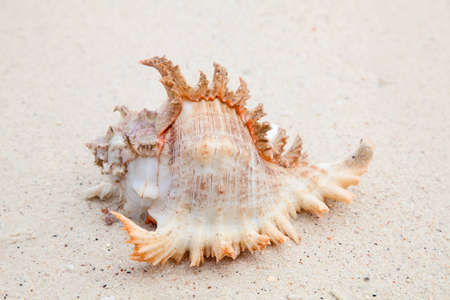 Sea shell on the shore