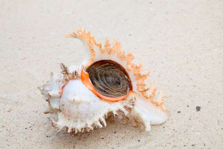 Sea shell on the shore