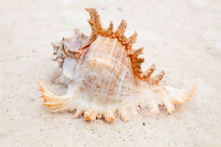 Sea shell on the shoreの写真素材