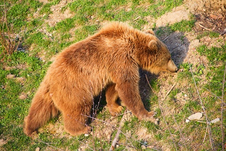 Young brown bear