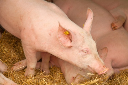 Young pigs in the barn