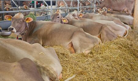 Best swiss cows presented on a yearly exhibitionのeditorial素材