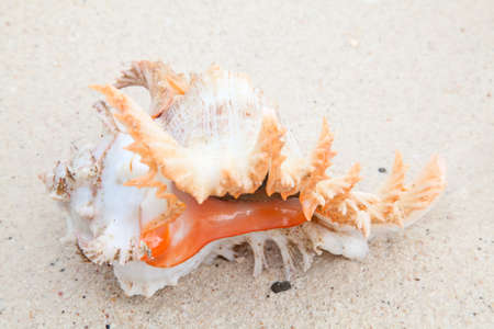 Sea shell on the shore