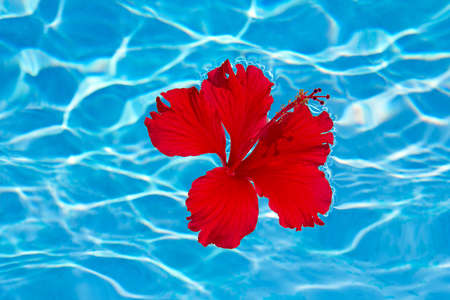 Red Hibiscus flower on the waterの写真素材