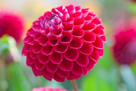 Colorful dahlia flower with morning dew dropsの写真素材