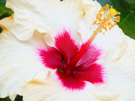 Yellow hibiscus in the gardenの写真素材