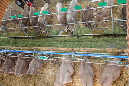 Best swiss cows presented on a yearly exhibitionのeditorial素材