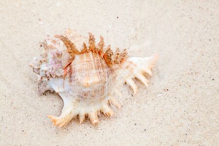 Sea shell on the shoreの写真素材