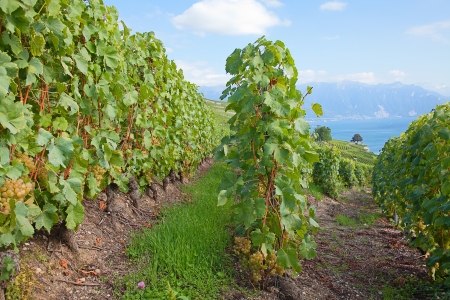 Vineyards of the Lavaux region over lake Leman (lake of Geneva)の写真素材