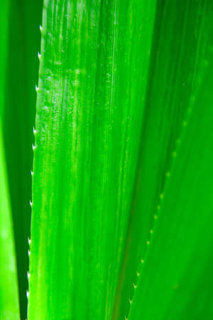 Green thorned agava close-up