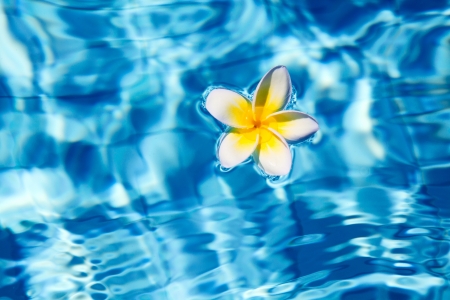 Tropical frangipani flower floating in blue water の写真素材