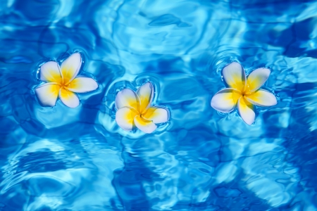 Tropical frangipani flower floating in blue waterの写真素材