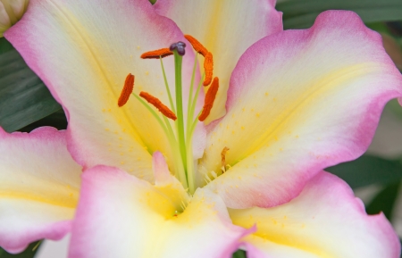 Blossoming lilies in the gardenの写真素材