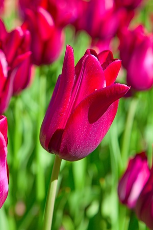 Fresh blooming tulips in the spring gardenの写真素材
