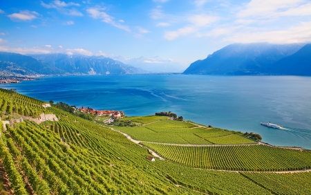 Vineyards of the Lavaux region over lake Leman (lake of Geneva)の写真素材