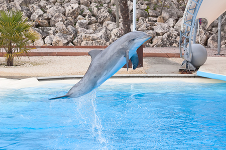 Bottlenose dolphin in the aquariumの写真素材