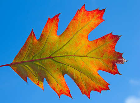 Colorful oak leaf in the autumnの写真素材