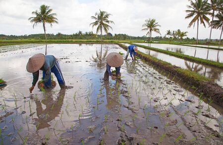 Rice fields, prepared for rice. Bali, Indonesiaのeditorial素材