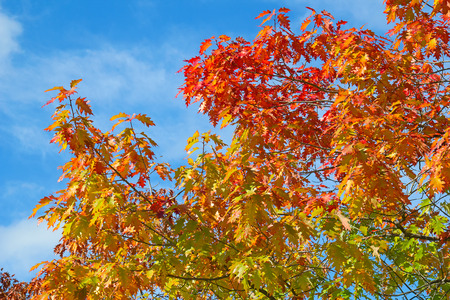 Colorful oak leaf in the autumn
