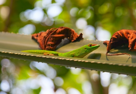 Green gecko on the leaf (Zurich zoo)の写真素材