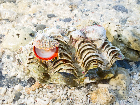 Sea shell on the shore